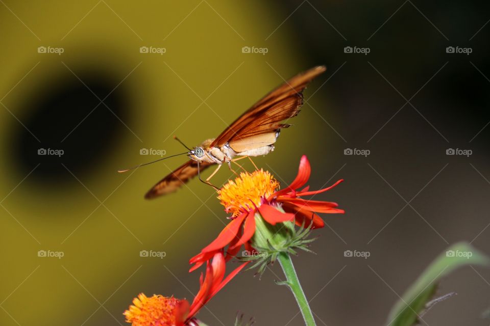 View underneath orange butterfly atop orange tropical flower full wingspan 