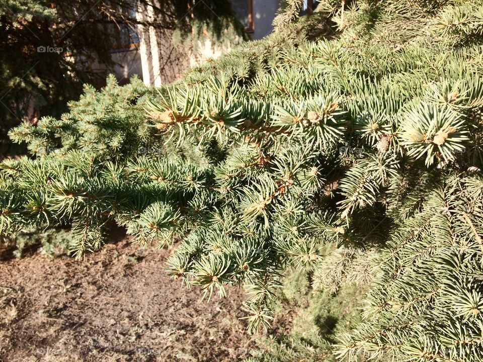 Spruce branches cones pine spring summer green color