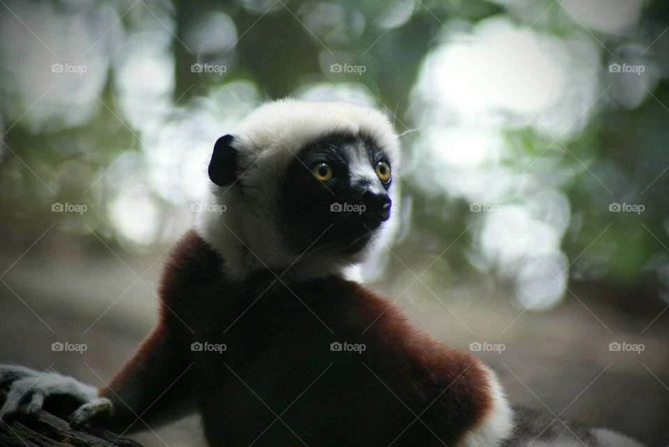 Close-up of sifaka