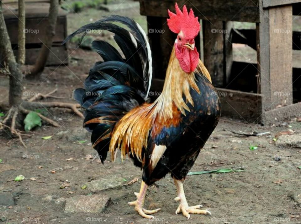 ornamental chicken