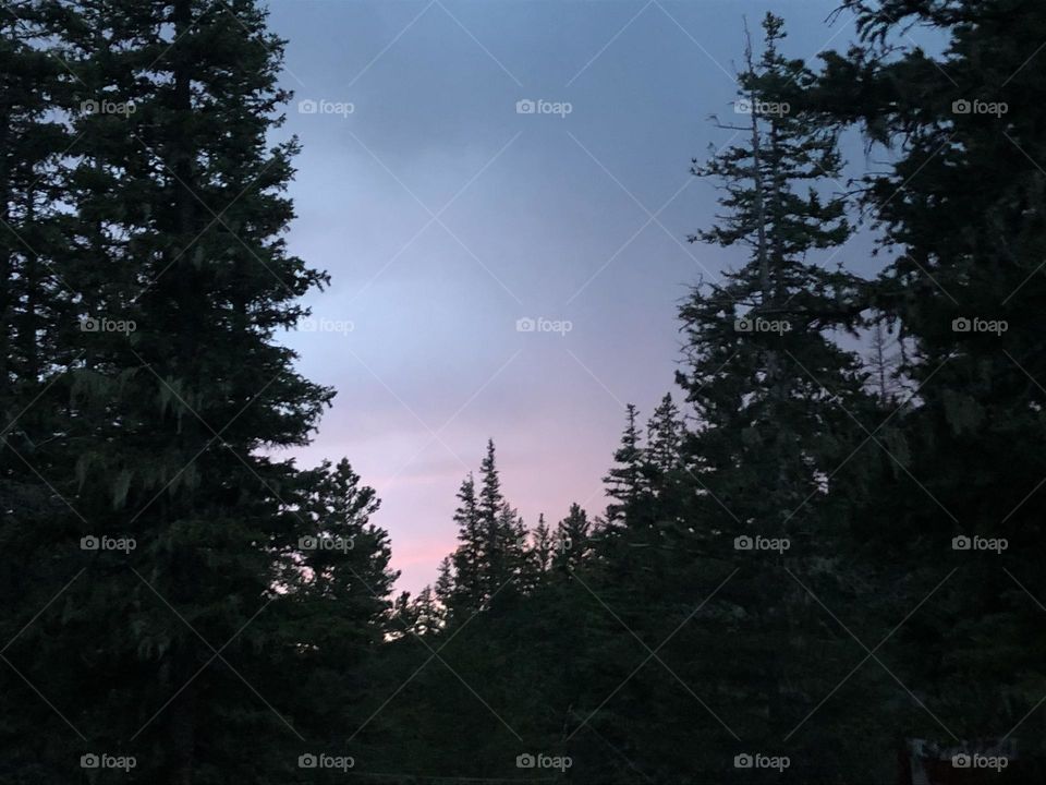 Purple cloudy sunset with trees in foreground 