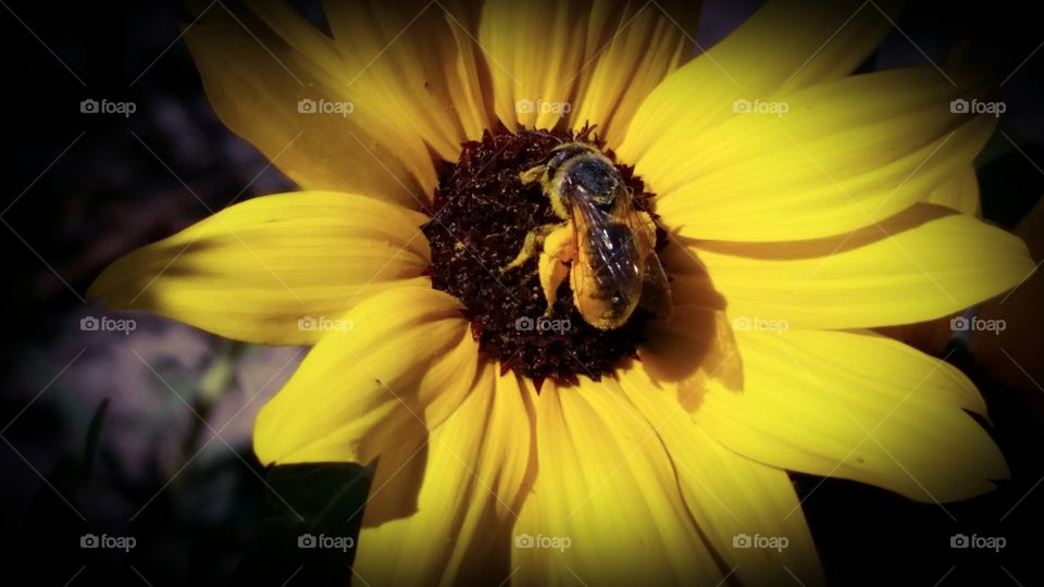 Bee on Sunflower