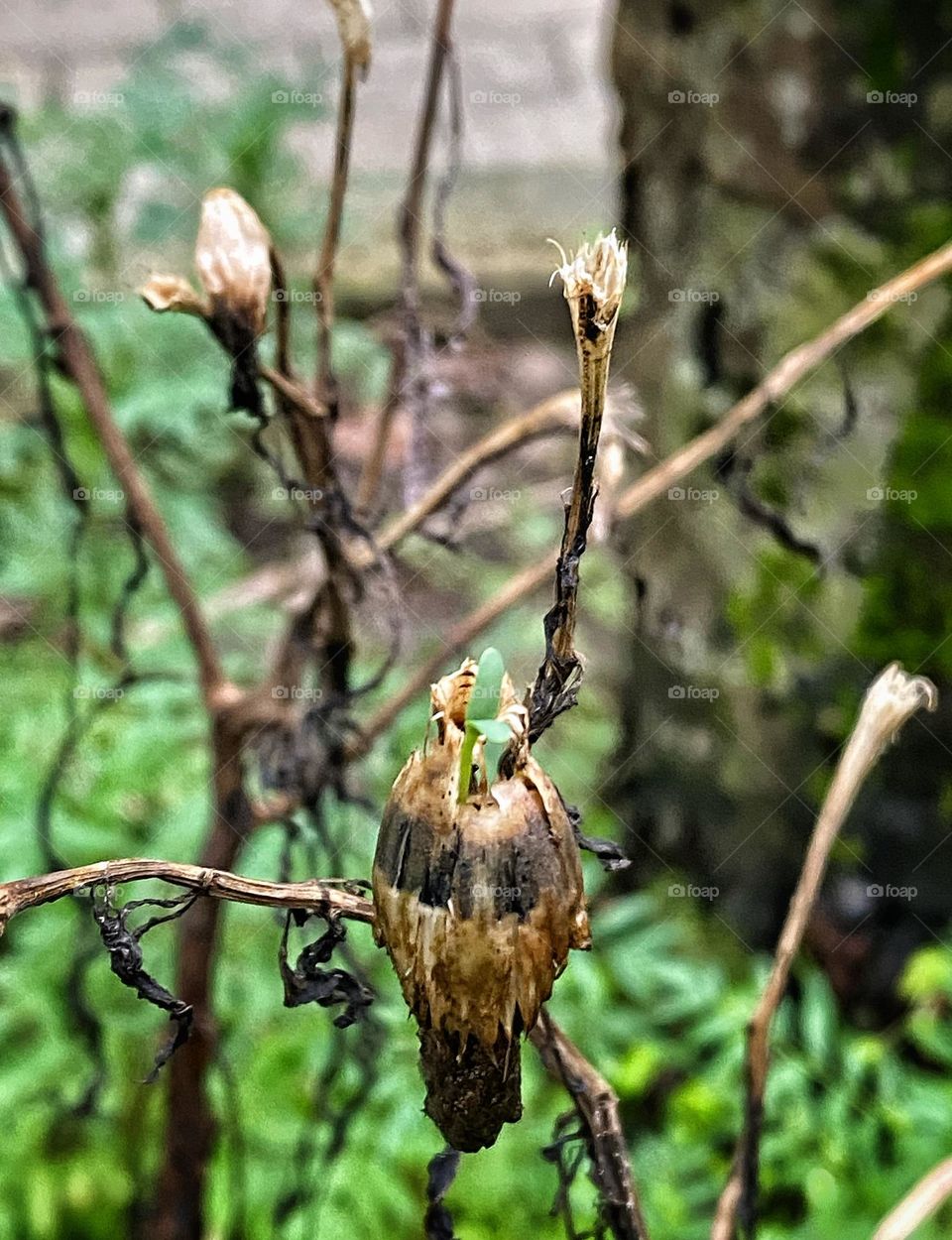 Tiny sprout, big hope. Growth has begun