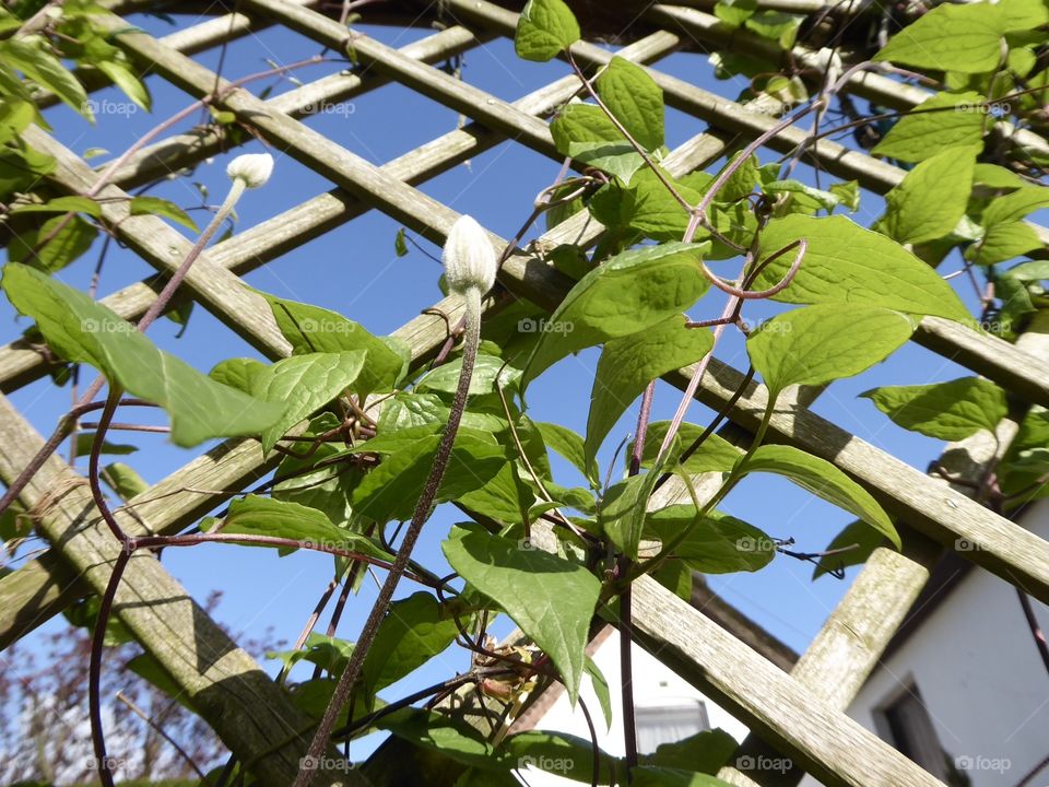 Clematis 