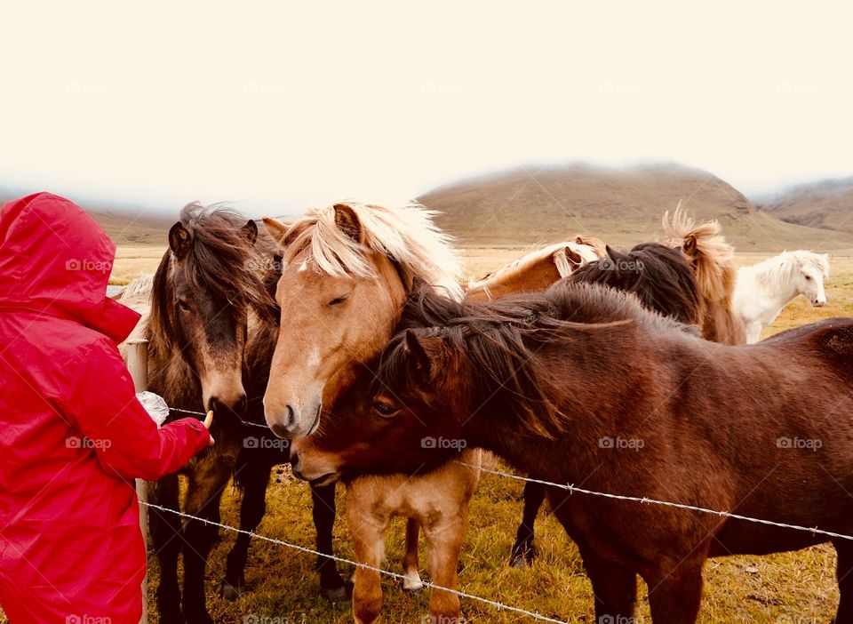 A girl in a red coat feeding the islandic Ponies in their natural habitat