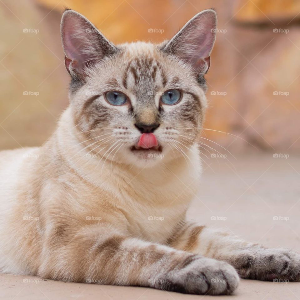 beautiful young female tan and brown siamese mix cat with blue eyes and her tongue sticking out looking at the camera