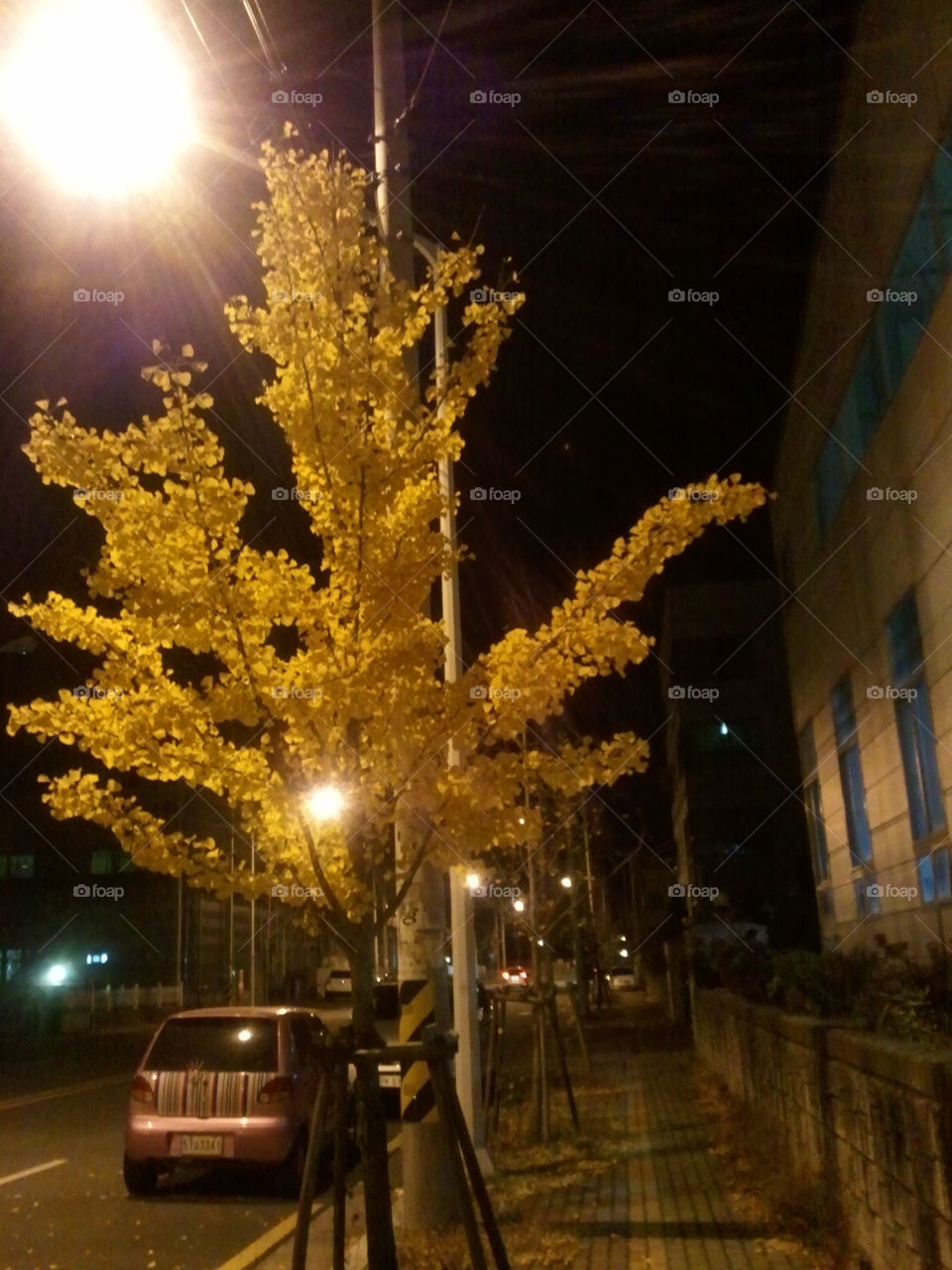 Yellow tree in night