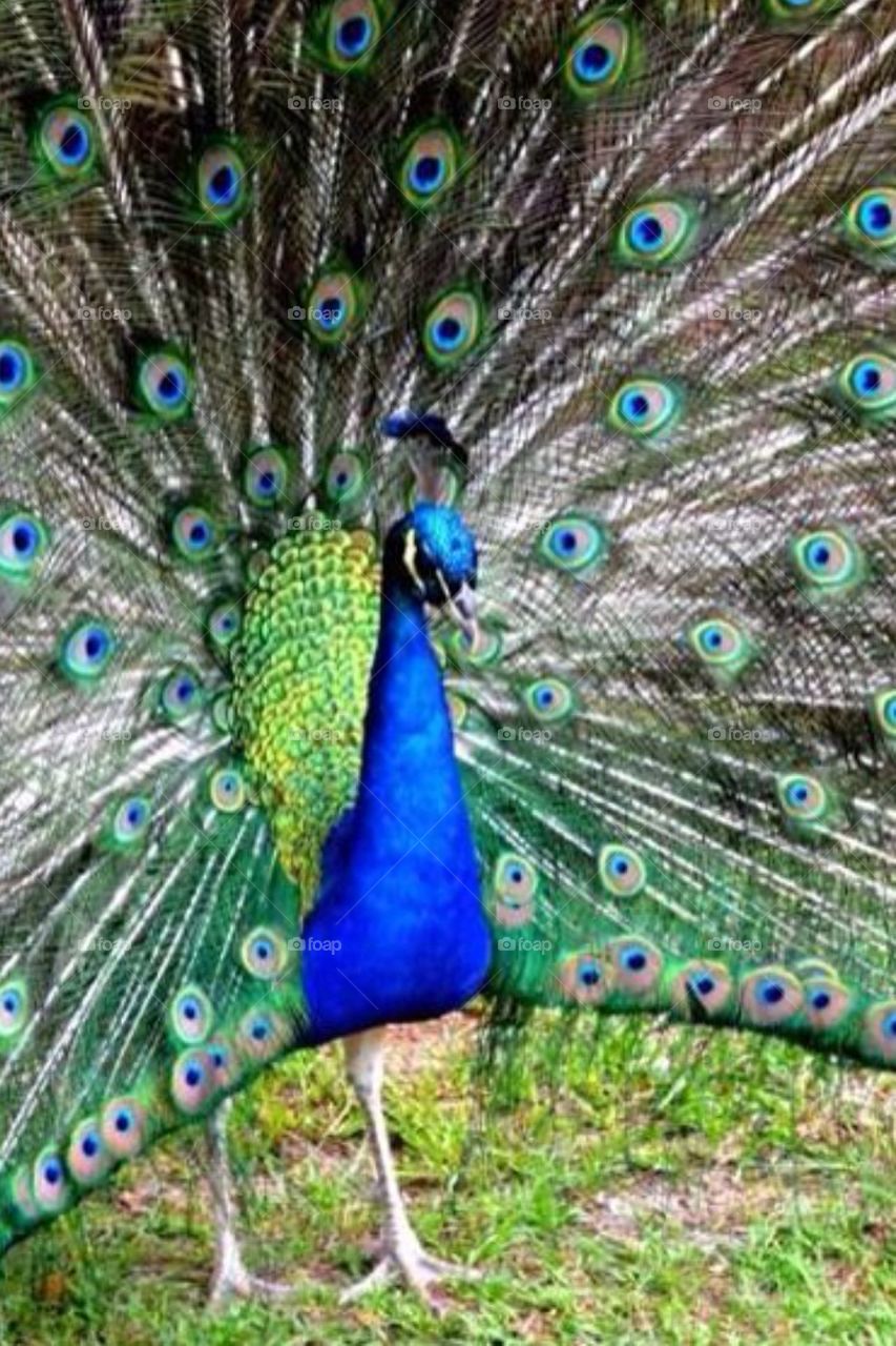 Louisiana Peacock