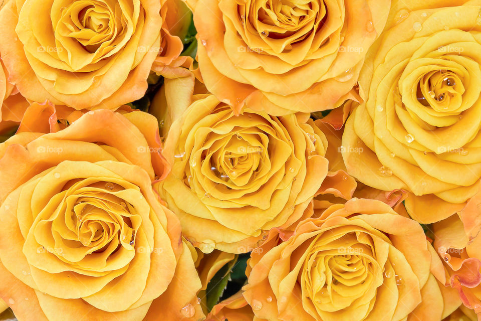 Yellow roses background