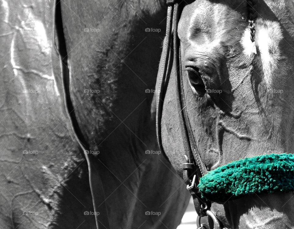 Fleetphoto. Black and white portrait of a thoroughbred with a green shadow roll. 
Zazzle.com/Fleetphoto