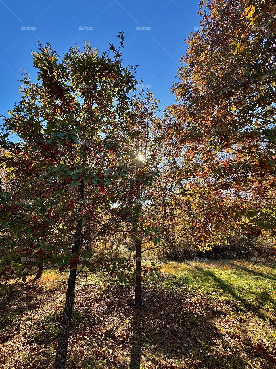 Golden Canopy: A tranquil forest scene captured from below, highlighting the warm hues of autumn leaves against a bright blue sky.