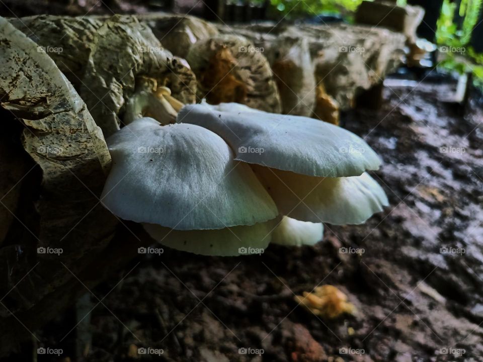 Oyster mushroom (Pleurotus ostreatus) cultivation growing in farm Mushroom cultivation in organic farms Fresh mushroom growing on a special soil 
on a mushroom production. close-up horizontal