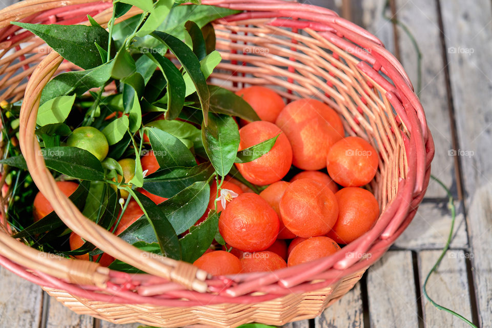 Freshly harvested mandarine fruits in basket