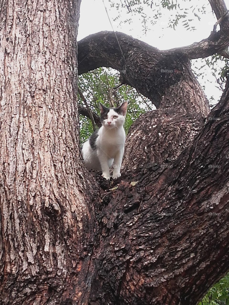 Cute kitty on the tree