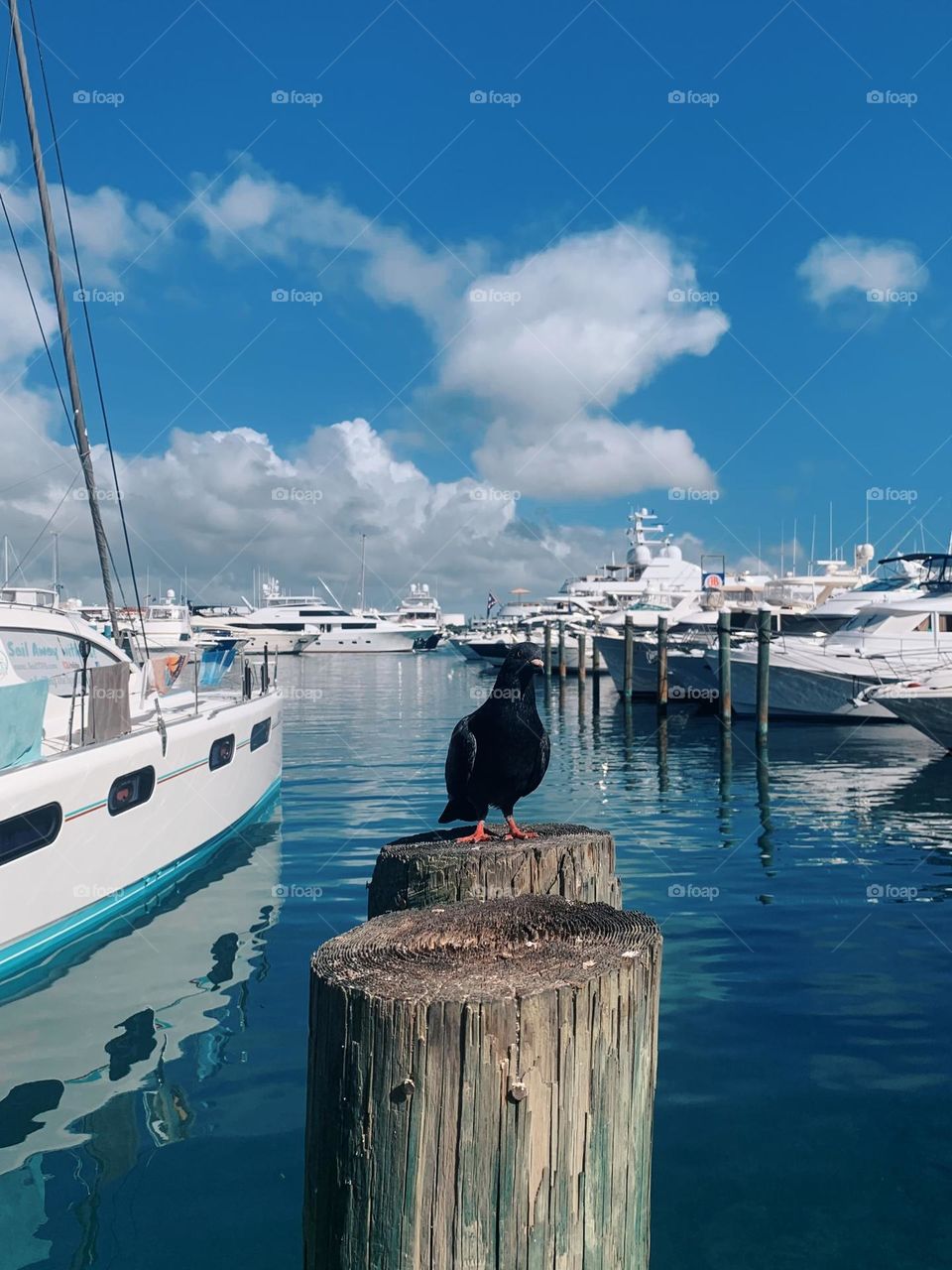 CROW ON DOCK