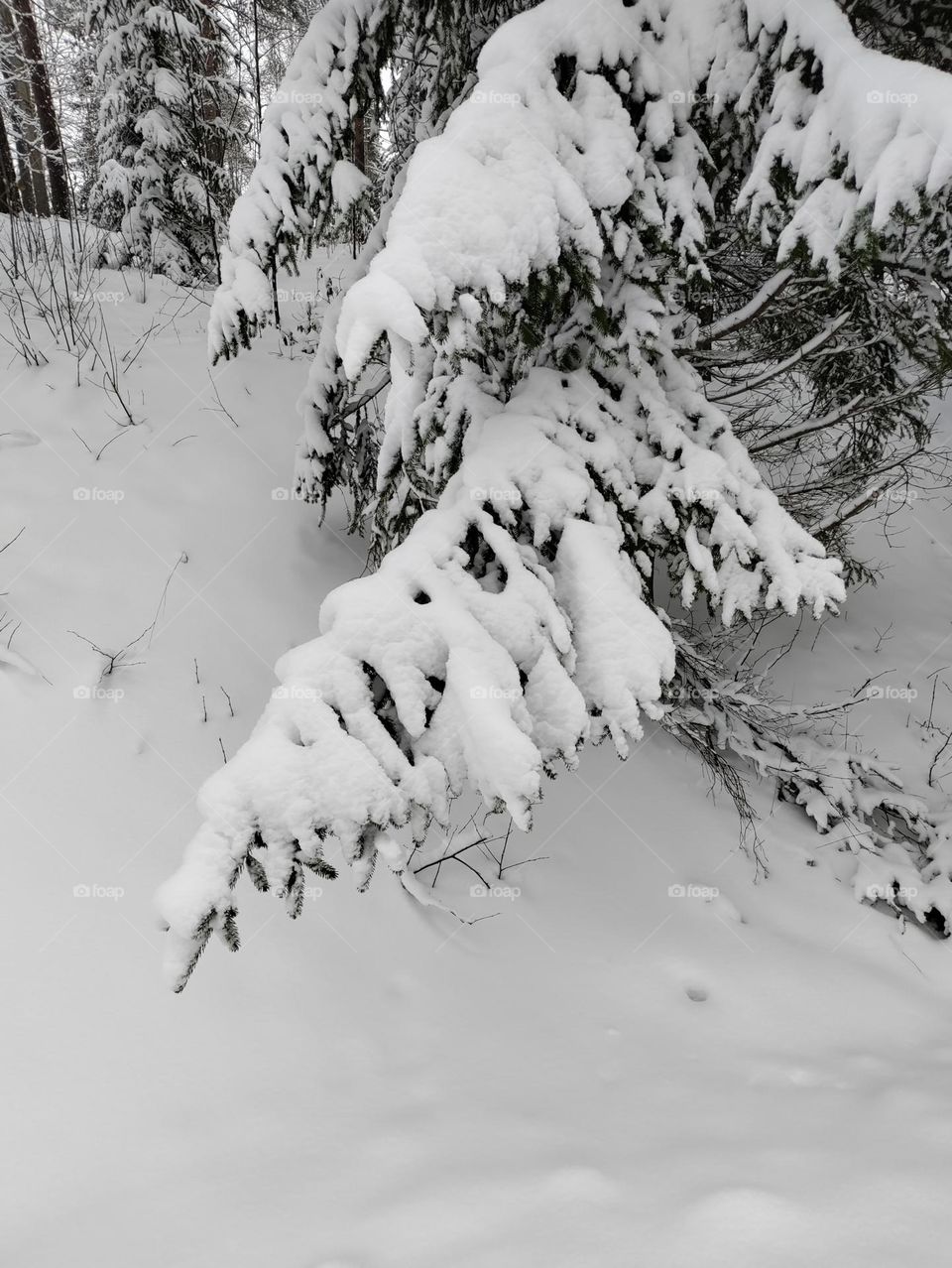 snowy branch