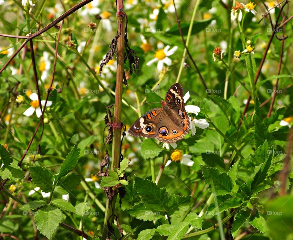 Butterfly on daisy plant. Bucky the colorful Buckeye Butterfly with his full spread wingspan feeds on his favorite flowering host plant.
