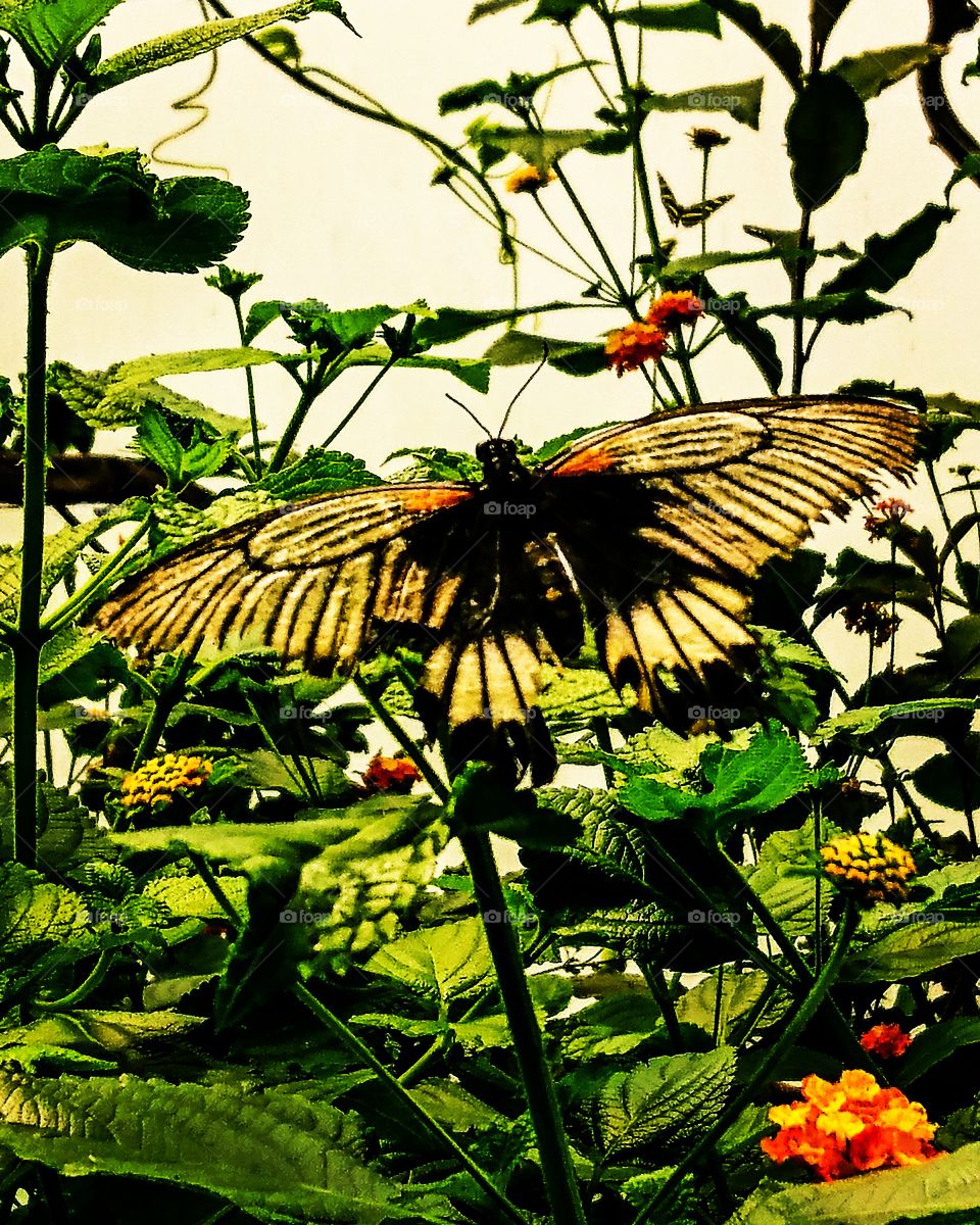 Butterfly and nature
