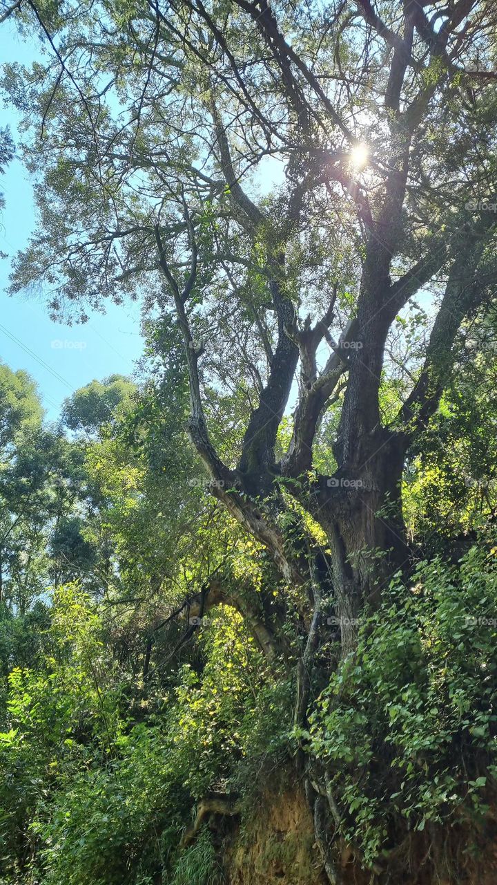 sunshine through the trees.