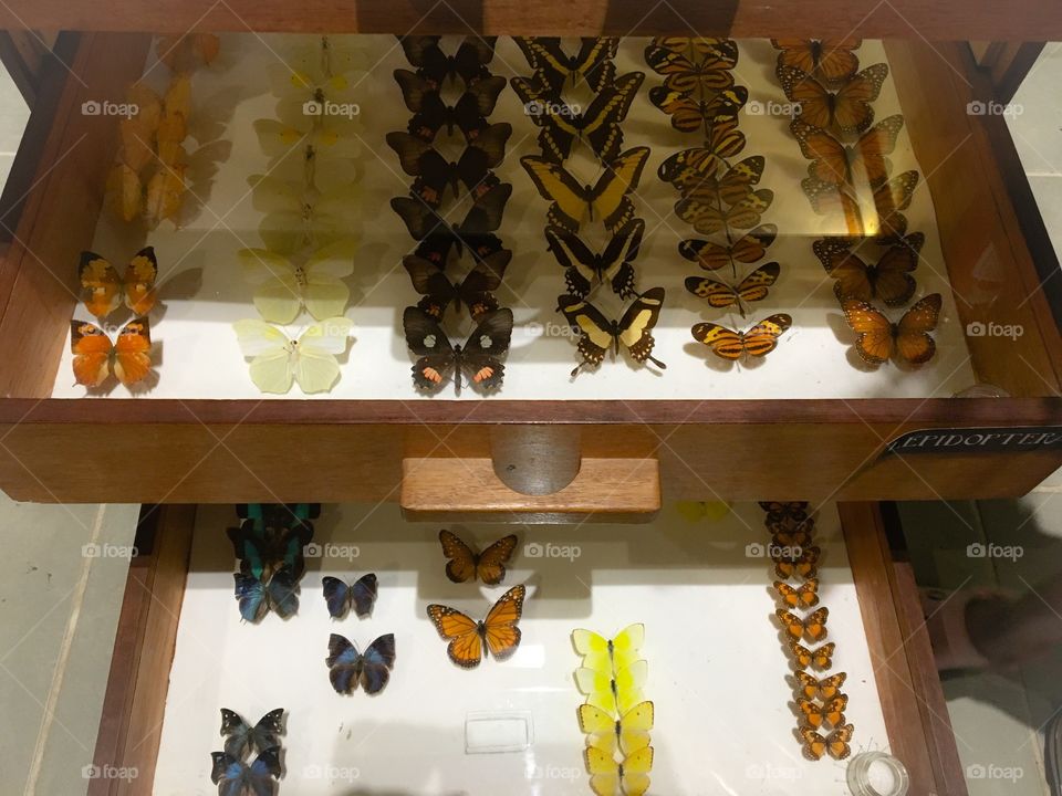 Exposure of rare Brazilian butterflies