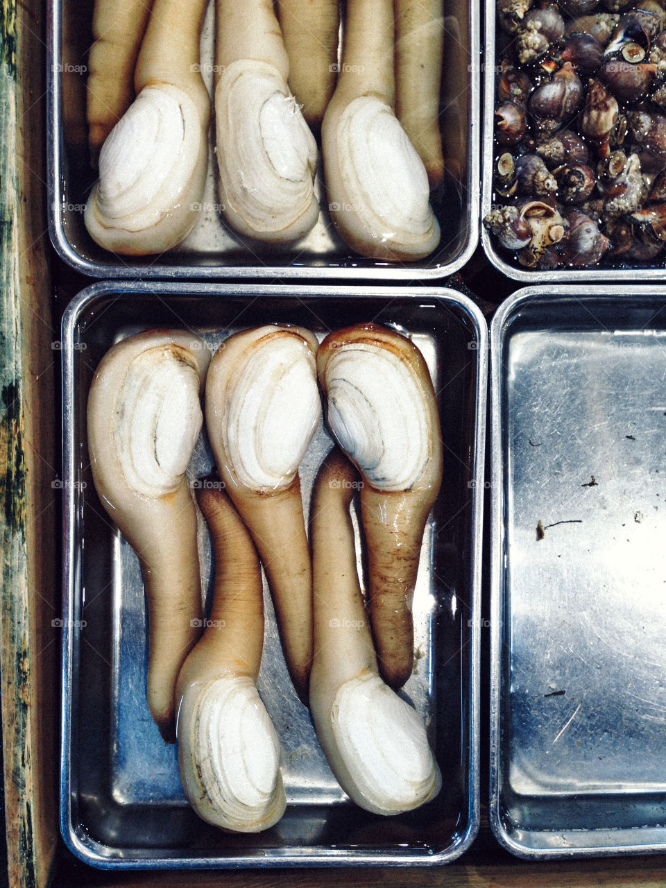 Geoduck clam. Obscure shellfish