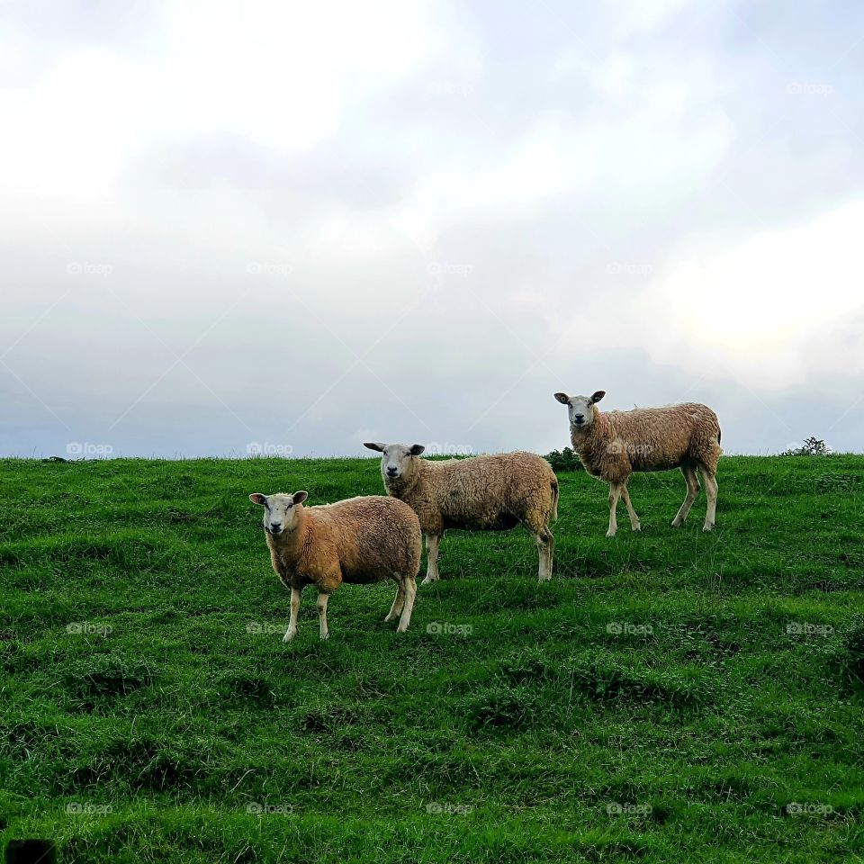 3 sheep unequal number.