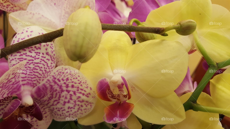 orchid