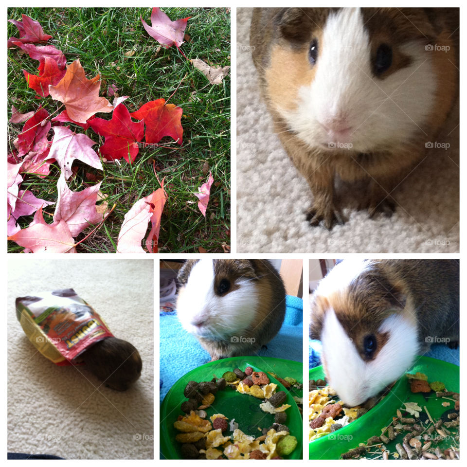 Family pet guinea pig 