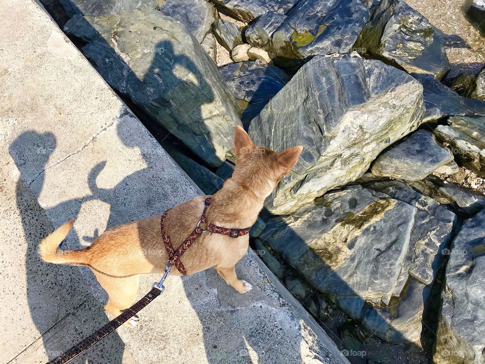 Knox enjoying the seaside...