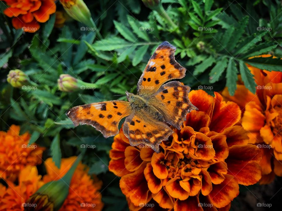 Garden butterfly 