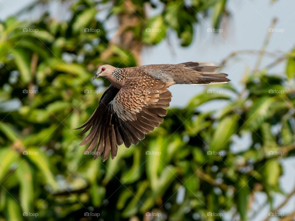 Beautiful Flight