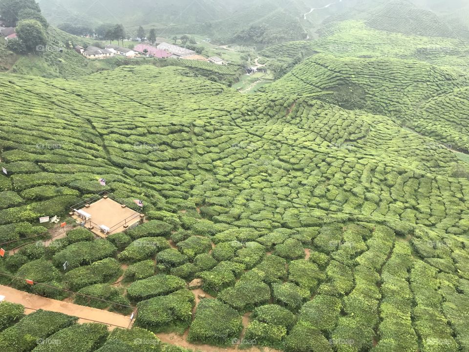 Tea farm 