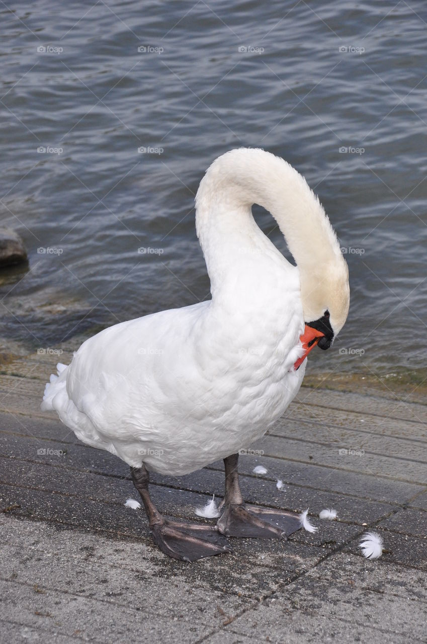 Swan