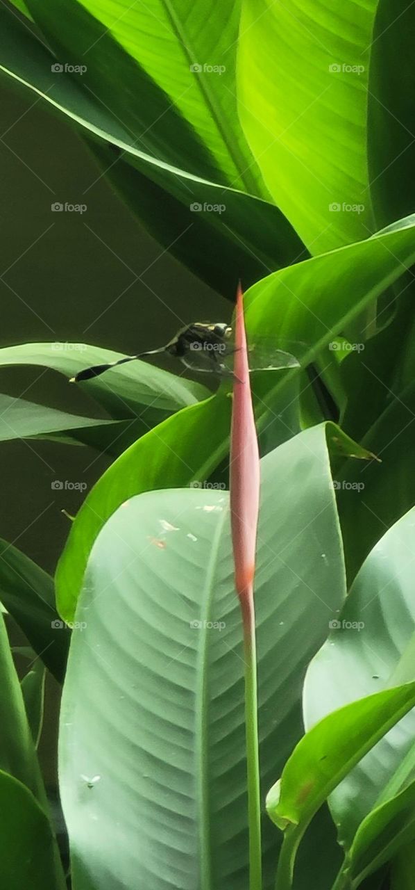 dragonfly and Strelitzia reginae