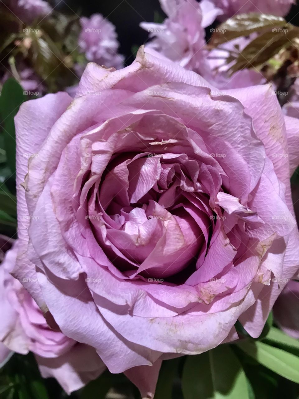 Purple rose 