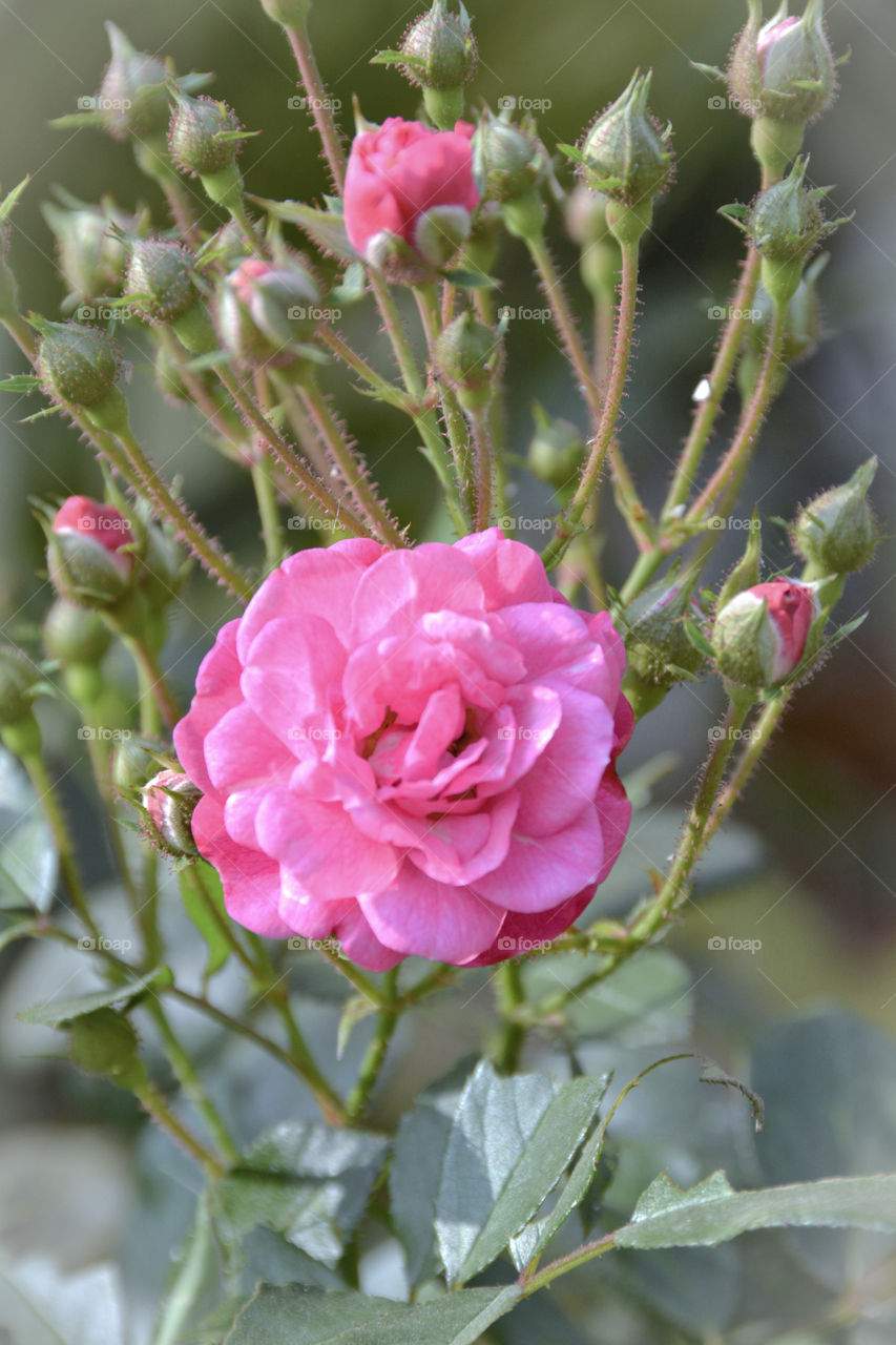 Blooming pink rose