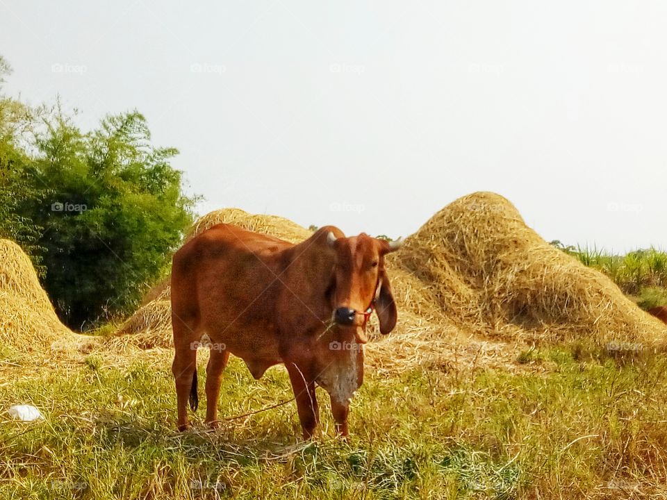 Cow, Straw, Cow Farm