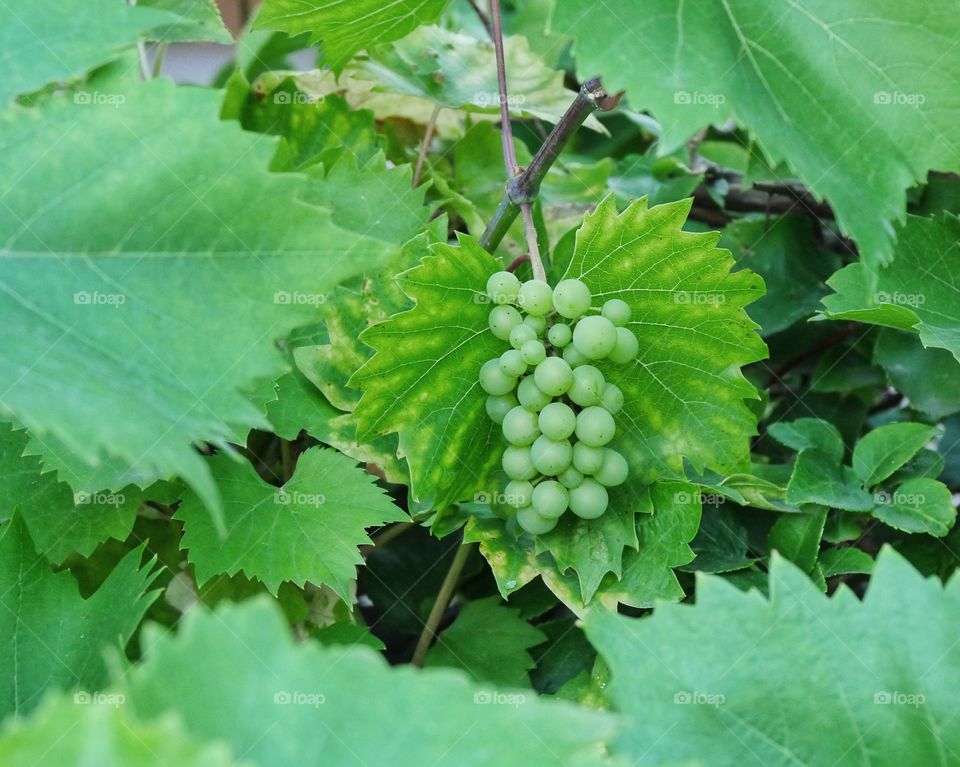 Common grape vine