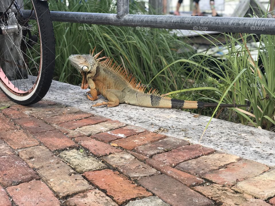 Iguana taking a stroll around Key West Harbor.