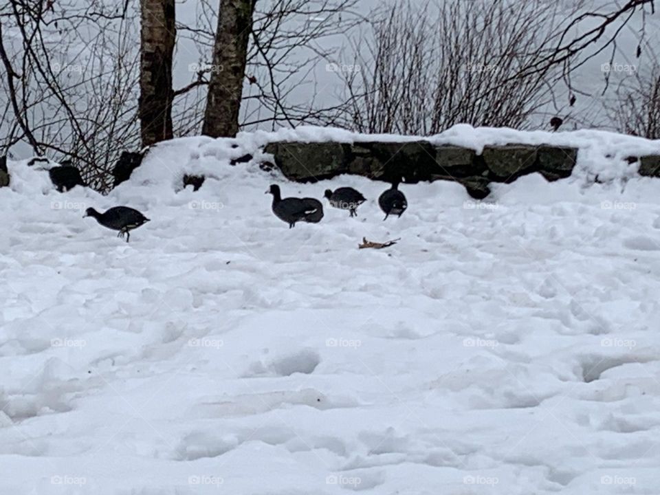 Coots on a Winter Day waddling through the deep snow