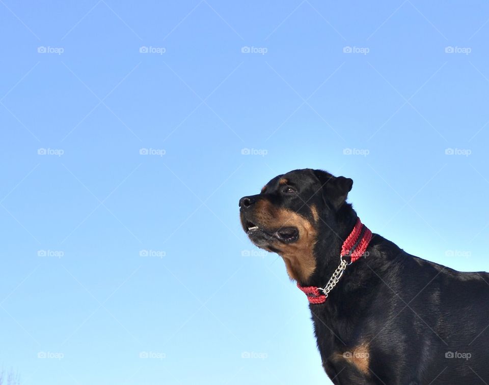 Rottweiler