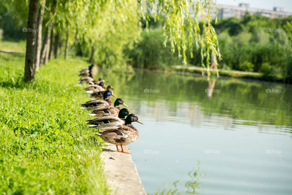 Ducks near the lake