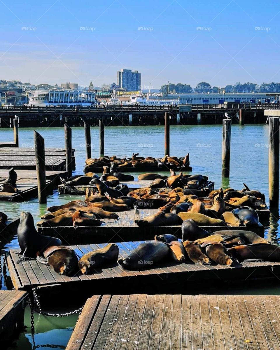 Sea lions, San Francisco