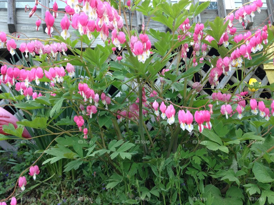 Me bleeding before you 