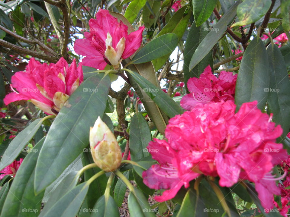 Nature, Flower, Flora, Leaf, Garden