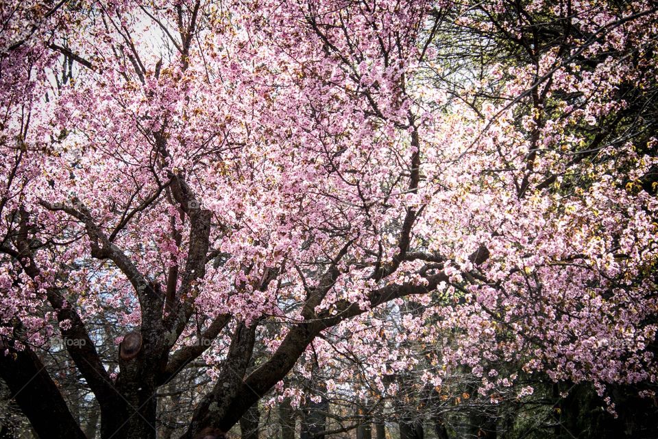 Cherry trees in bloom