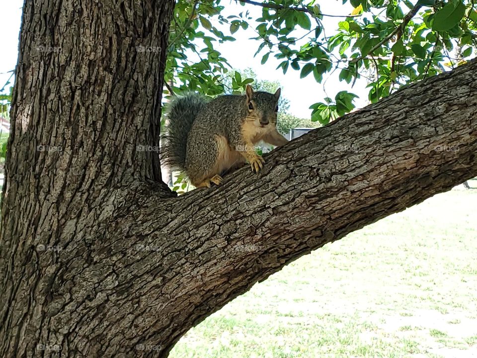 Urban wildlife:  squirrel at city park