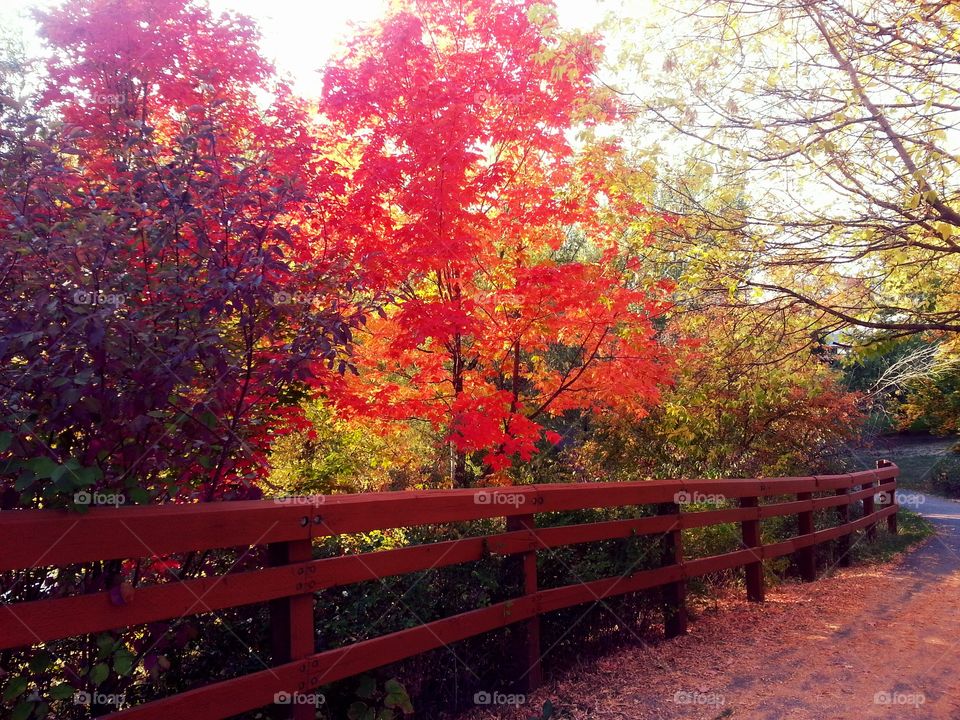 autumn colors