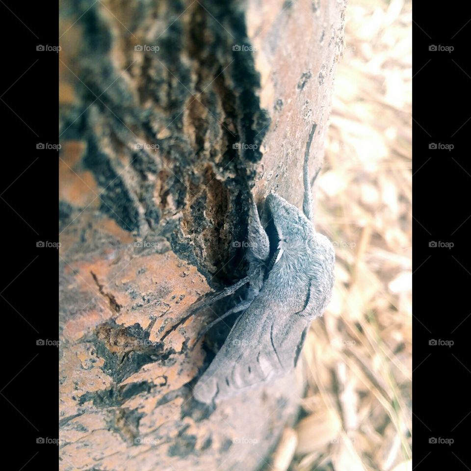 moth on a tree