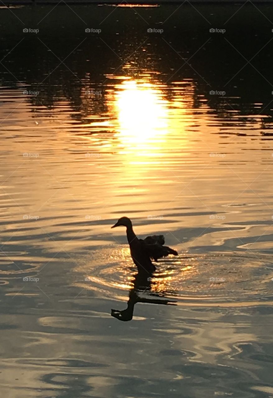 Duck flapping its wings on a pond at sunset  - the Constitution Gardens Lake on the National Mall in Washington DC